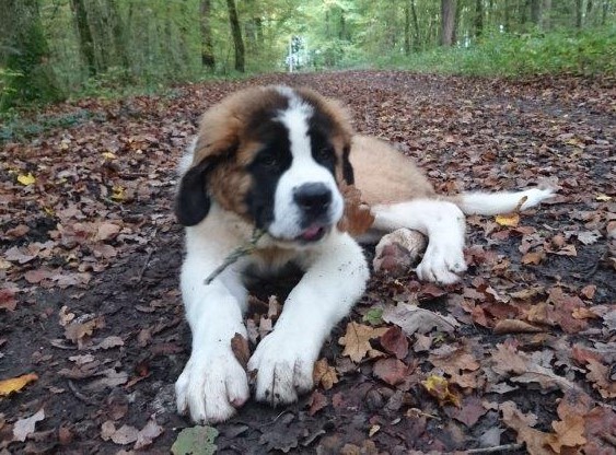 Ouragan vom Haselrecht