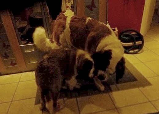 Leisy vom Haselrecht & Betty-Lou