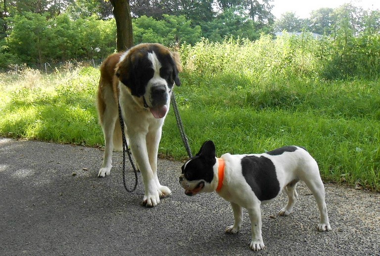 Jayant vom Haselrecht 12 M.
