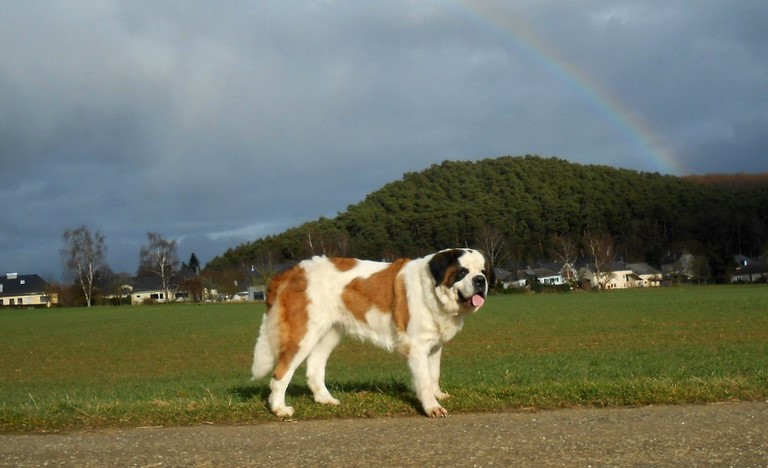 Xionara Vaya v.`t Beukeböschke