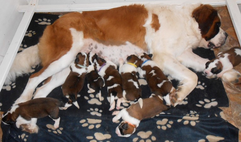 Bébés Licia - Jayant