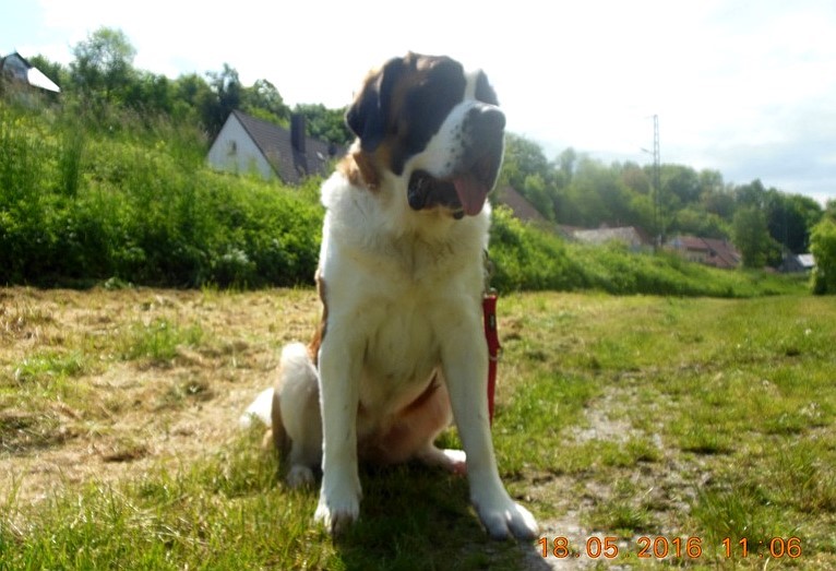 Leisy vom Haselrecht