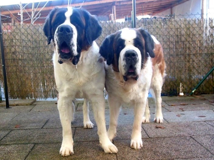 Leisy & Jara vom Haselrecht