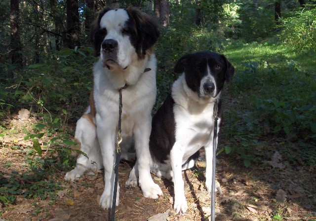 Xionara Vaya v.`t Beukeböschke & Samson