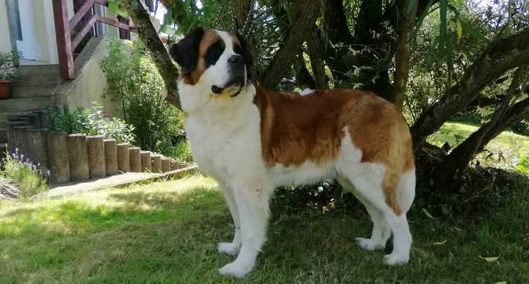 Orchidée vom Haselrecht