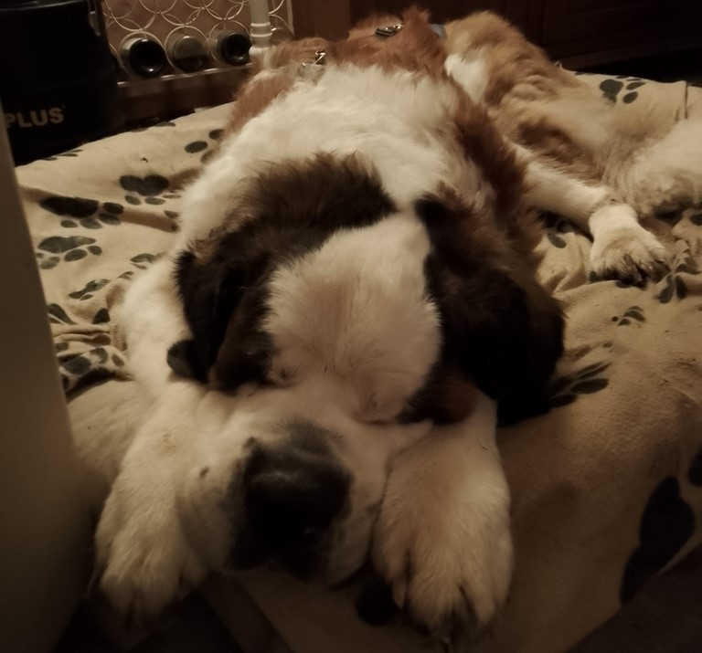 Lara vom Haselrecht 11 Jahren alt