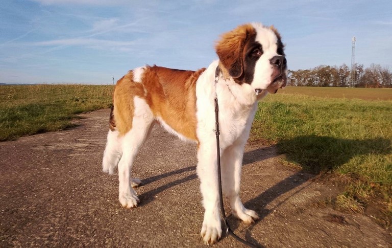 Rhapsody von den Grossen Strolchen