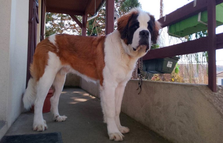 Rhapsody von den Grossen Strolchen