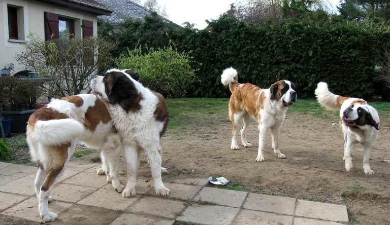 Xionara, Dante, Ursina & Oxana