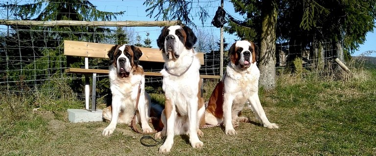 Layan vom Haselrecht mit Mama Sina & Licia