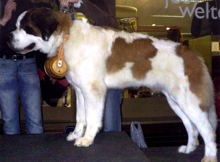 Xionara Vaya v.`t Beukeböschke