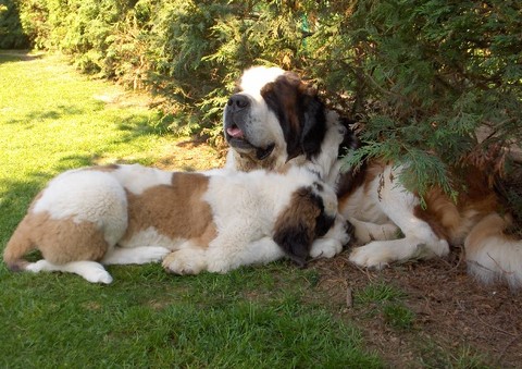 Dante vom-Illtal mit Baby Xionara