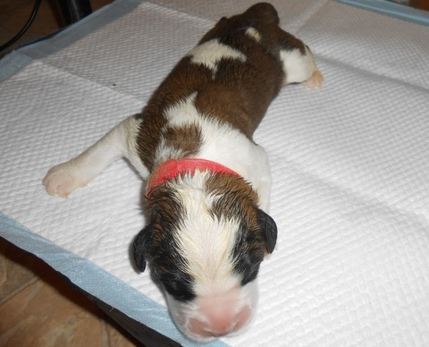 Orchidée vom Haselrecht