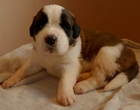 Orchidée vom Haselrecht