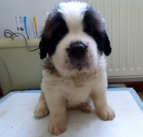 Orchidée vom Haselrecht