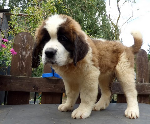 Orchidée vom Haselrecht