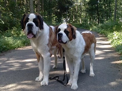 Layan vom Haselrecht & Licia des Montagnes Ensablées