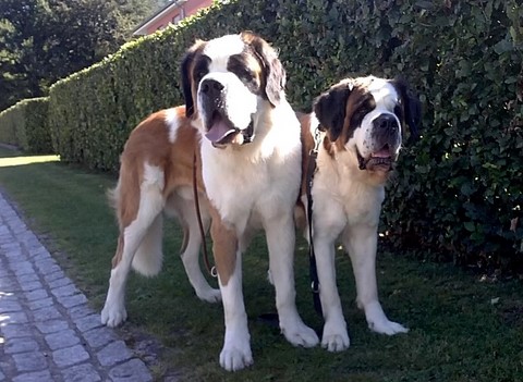 Layan & Jaya vom Haselrecht