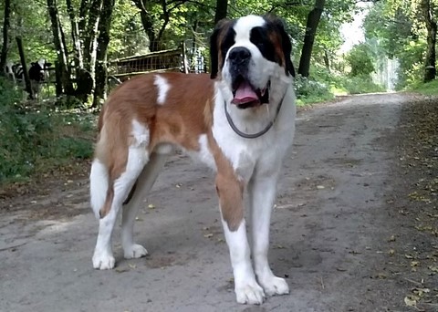 Layan vom Haselrecht