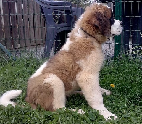 Orchidée vom Haselrecht