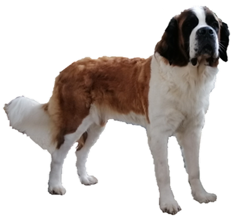 Opale vom Haselrecht