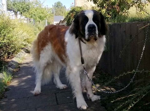 Olyana vom Haselrecht