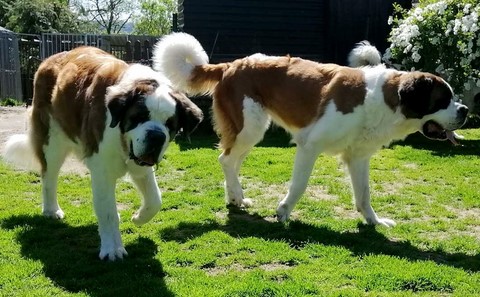 Lara & Orly vom Haselrecht