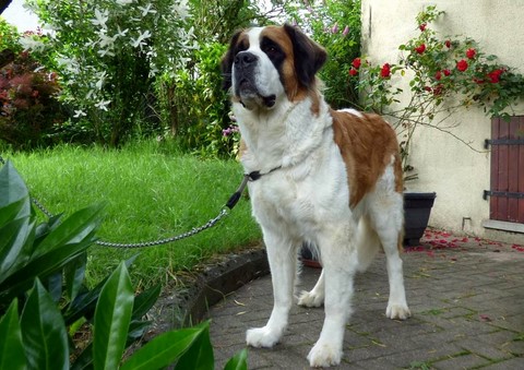 Orchidée vom Haselrecht