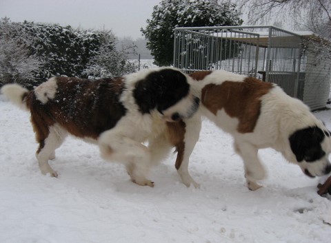 Dante, Xionara 07.12.10