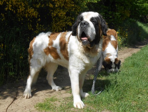 Oxana vom Siedlerhof