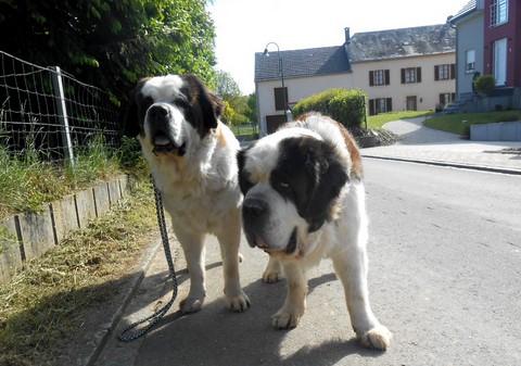 Dante vom-Illtal Bald 10 Jahre alt mit Xionara