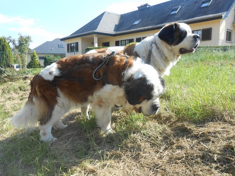 Dante vom-Illtal mit Xionara