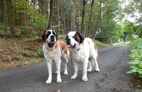 Ursina von den Grossen Strolchen & Xionara