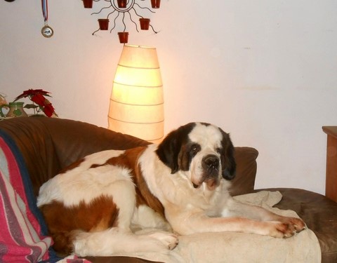 Xionara Vaya v.`t Beukeböschke