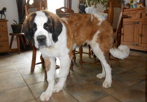 Layan vom Haselrecht 5 M.