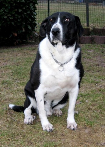 Samson