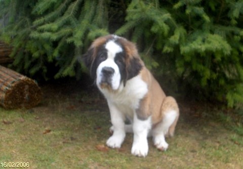 Gizmo vom Illtal 3½ M.