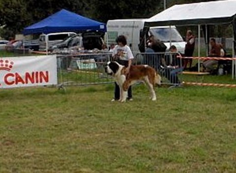 Gizmo Gizmo vom-Illtal