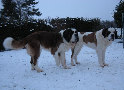 Gizmo & Xionara 2010