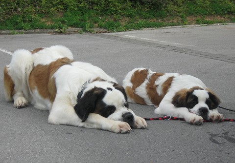 Weinfest Grévenmacher 2010 Xionara & Oxana