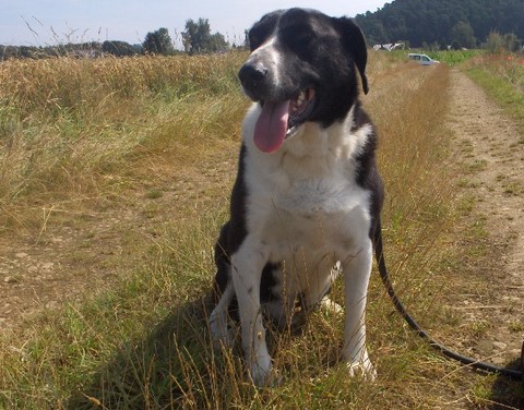 Samson
