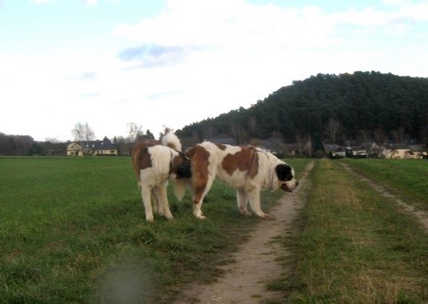 Jayant vom Haselrecht & Xionara Vaya v.`t Beukeböschke