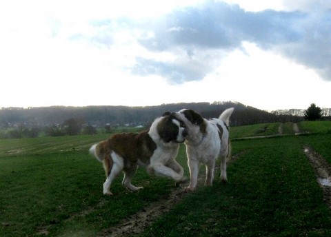Jayant vom Haelrecht & Xionara Vaya v.`t Beukeböschke