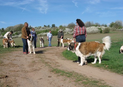 06.04.14 Spaziergang mit Bernhardinerklub