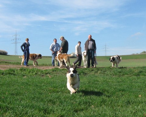 06.04.14 Spaziergang mit Bernhardinerklub