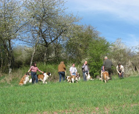 06.04.14 Spaziergang mit Bernhardinerklub