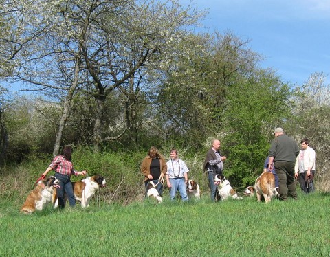 06.04.14 Spaziergang mit Bernhardinerklub