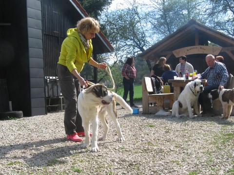 06.04.14 Spaziergang mit Bernhardinerklub