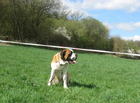06.04.14 Spaziergang mit Bernhardinerklub