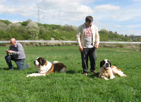 06.04.14 Spaziergang mit Bernhardinerklub